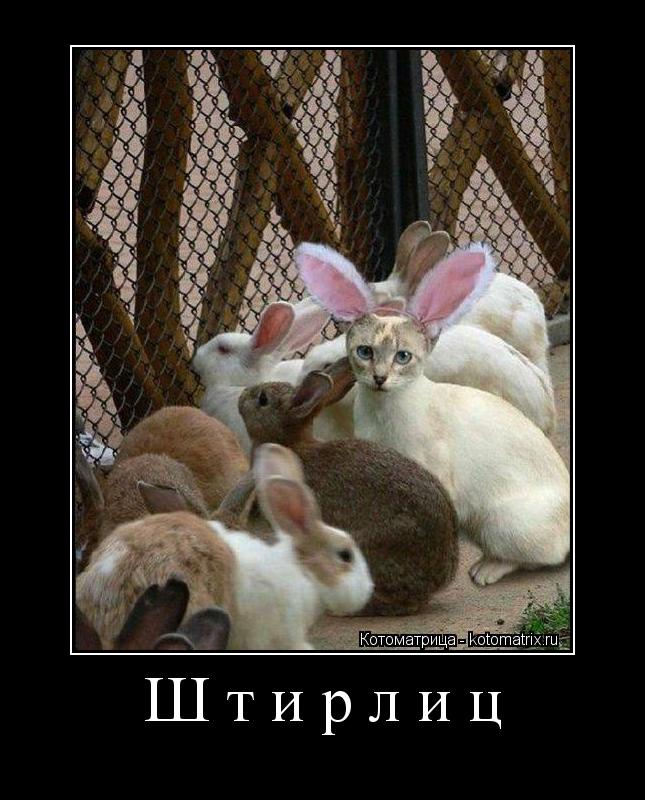 Штирлиц ... Котоматрица: Штирлиц