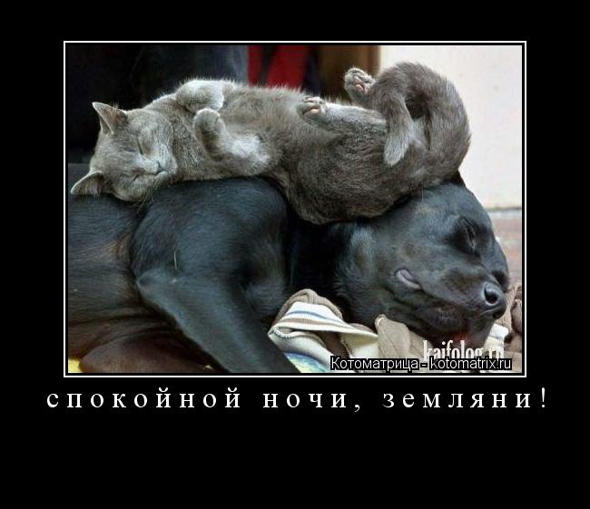 спокойной ночи, земляни! ... Котоматрица: спокойной ночи, земляни!