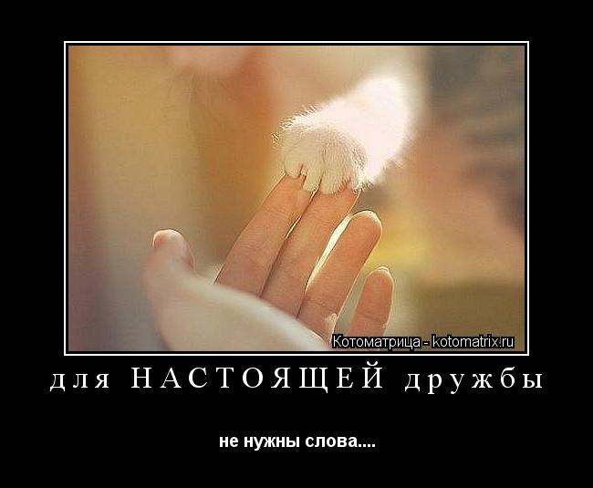 Котоматрица: для НАСТОЯЩЕЙ дружбы не нужны слова....