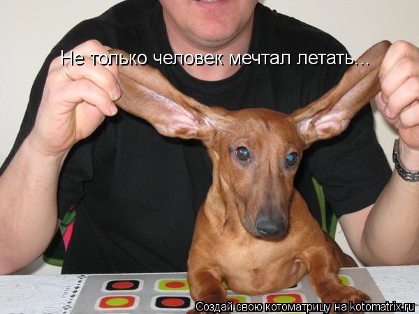 Не только человек мечтал летать...... Котоматрица: Не только человек мечтал летать...
