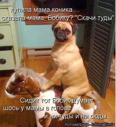 купила мама коника.... сказала мама, Бобику? "Скачи туды" Сидит тот Бобик думает шось у мамы в голове... Котоматрица: купила мама коника.... сказала мама, Бобику? "Скачи туды" Сидит тот Бобик думает шось у мамы в голове и ни туды и ни сюды...