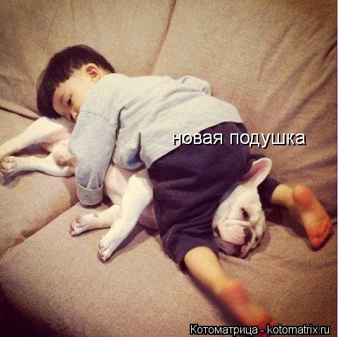 Котоматрица: новая подушка новая подушка