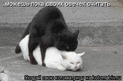 ..можешь пока своих овечек считать..... Котоматрица: ..можешь пока своих овечек считать..