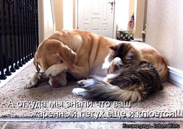 - А откуда мы знали что ваш жаренный петух еще и клюется!!!... Котоматрица: - А откуда мы знали что ваш жаренный петух еще и клюется!!!