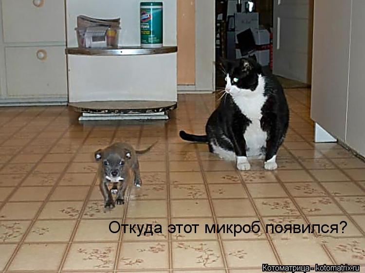Откуда этот микроб появился?... Котоматрица: Откуда этот микроб появился?