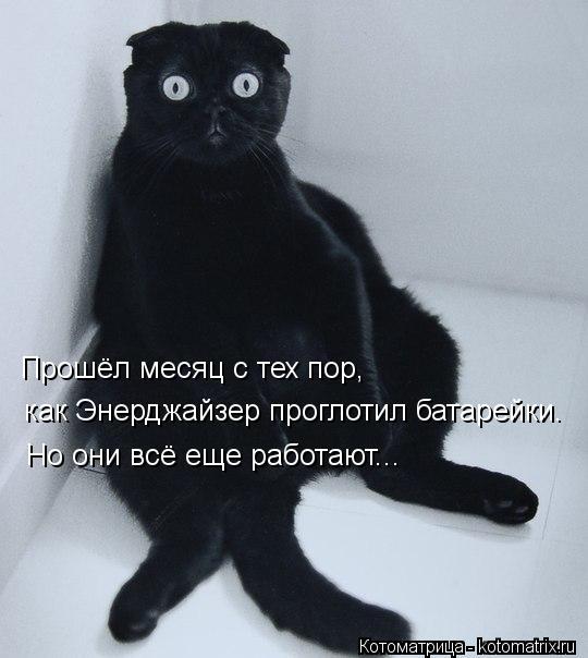 Прошёл месяц с тех пор, как Энерджайзер проглотил батарейки. Но они всё еще работают...... Котоматрица: Прошёл месяц с тех пор, как Энерджайзер проглотил батарейки. Но они всё еще работают...