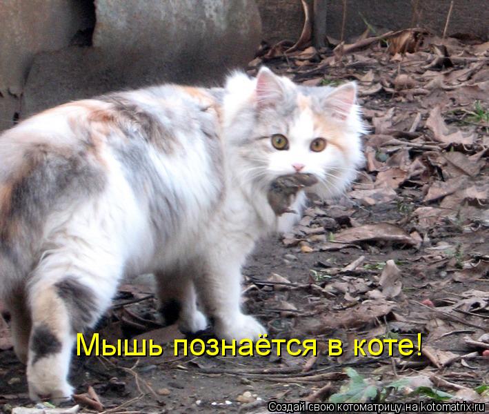 Мышь познаётся в коте!... Котоматрица: Мышь познаётся в коте!