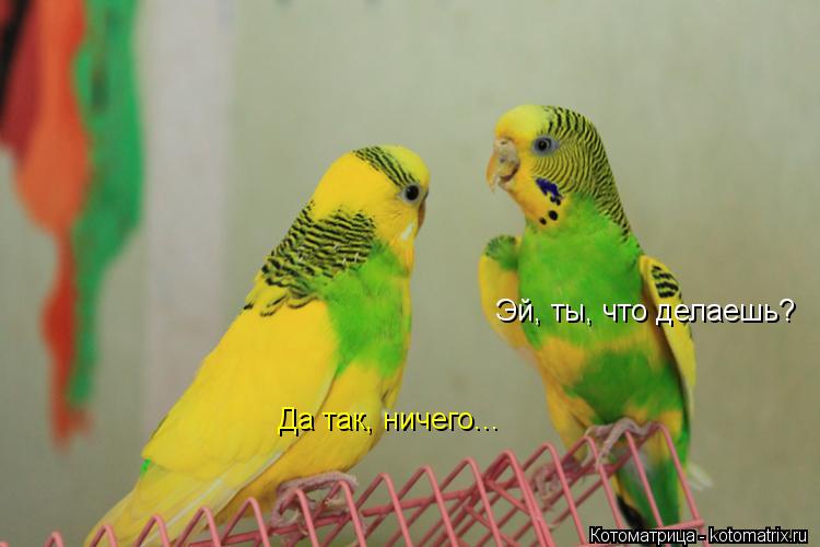 Эй, ты, что делаешь? Да так, ничего...... Котоматрица: Эй, ты, что делаешь? Да так, ничего...