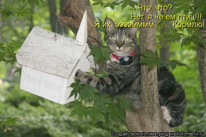 - Что, что? Нет, я не ем птиц!!! Я их, ээээмммм....... Кормлю!... Котоматрица: - Что, что? Нет, я не ем птиц!!! Я их, ээээмммм....... Кормлю!