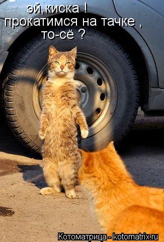 эй,киска ! прокатимся на тачке , то-сё ?... Котоматрица: эй,киска ! прокатимся на тачке , то-сё ?