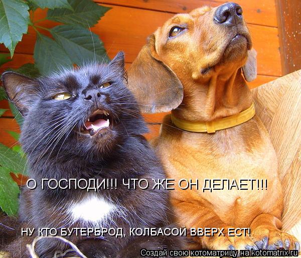 Котоматрица: О ГОСПОДИ!!! ЧТО ЖЕ ОН ДЕЛАЕТ!!! НУ КТО БУТЕРБРОД, КОЛБАСОЙ ВВЕРХ ЕСТ!
