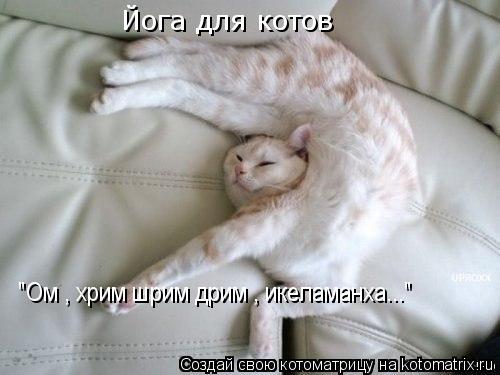 Йога для котов "Ом , хрим шрим дрим , икеламанха..."... Котоматрица: Йога для котов "Ом , хрим шрим дрим , икеламанха..."