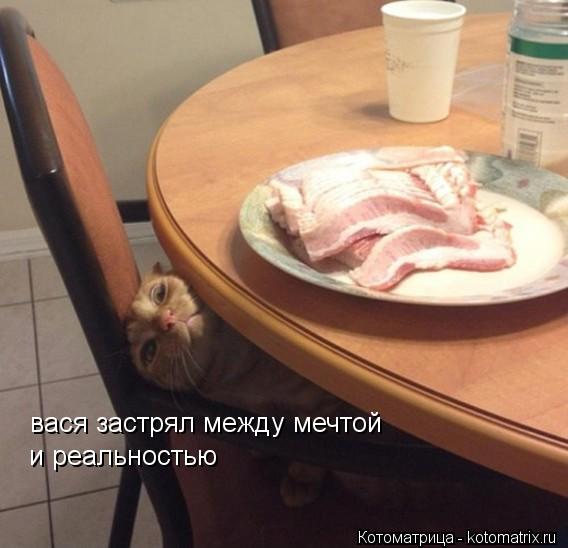 Котоматрица: вася застрял между мечтой и реальностью