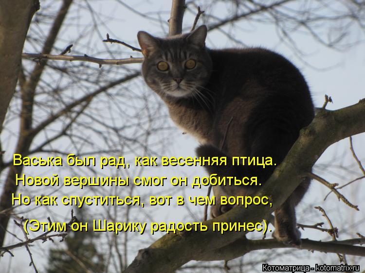 Васька был рад, как весенняя птица. Новой вершины смог он добиться. Но как спуститься, вот в чем вопр... Котоматрица: Васька был рад, как весенняя птица. Новой вершины смог он добиться. Но как спуститься, вот в чем вопрос, (Этим он Шарику радость принес).