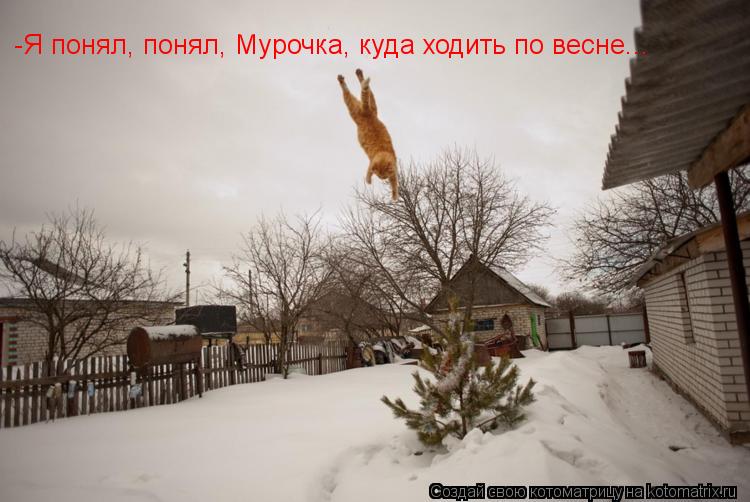 -Я понял, понял, Мурочка, куда ходить по весне...... Котоматрица: -Я понял, понял, Мурочка, куда ходить по весне...