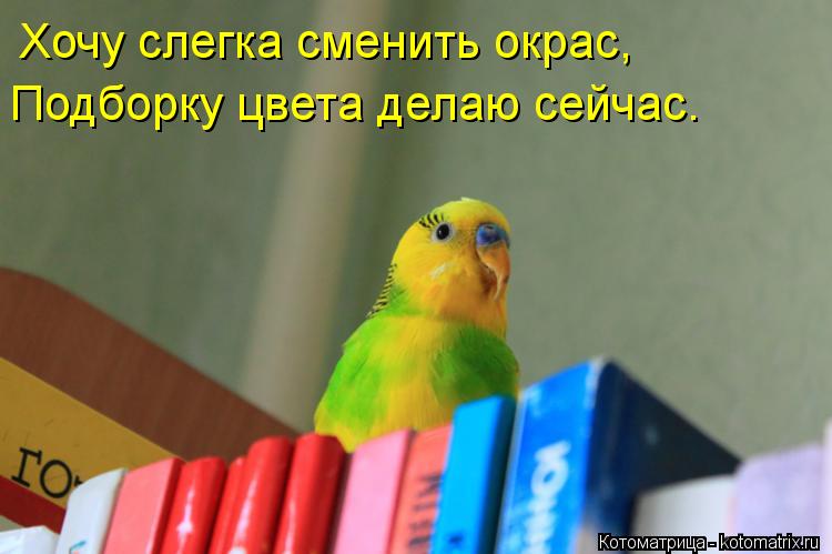 Хочу слегка сменить окрас, Подборку цвета делаю сейчас.... Котоматрица: Хочу слегка сменить окрас, Подборку цвета делаю сейчас.