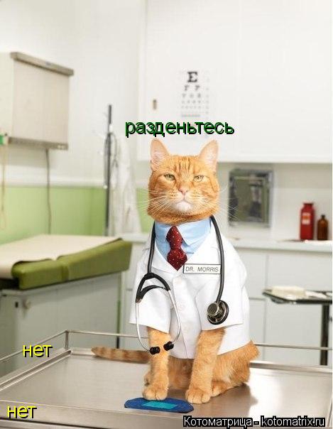 разденьтесь нет нет... Котоматрица: разденьтесь нет нет