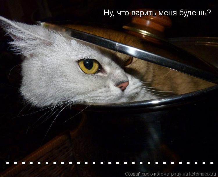 Ну, что варить меня будешь? ............................................. Котоматрица: Ну, что варить меня будешь? ..........................................