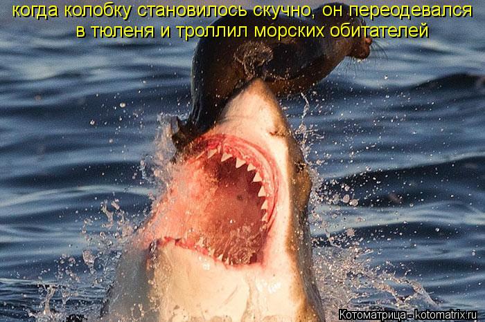 когда колобку становилось скучно, он переодевался в тюленя и троллил морских обитателей... Котоматрица: когда колобку становилось скучно, он переодевался в тюленя и троллил морских обитателей