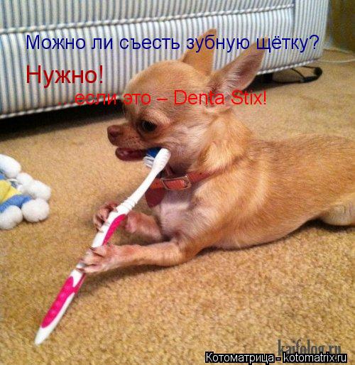 Котоматрица: Можно ли съесть зубную щётку?  Нужно!  ...если это – Denta Stix!