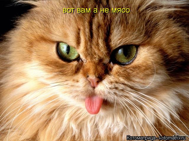 вот вам а не мясо... Котоматрица: вот вам а не мясо