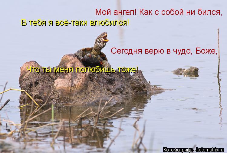 Котоматрица: Мой ангел! Как с собой ни бился,    В тебя я всё-таки влюбился!     Сегодня верю в чудо, Боже,  Что ты меня полюбишь тоже!