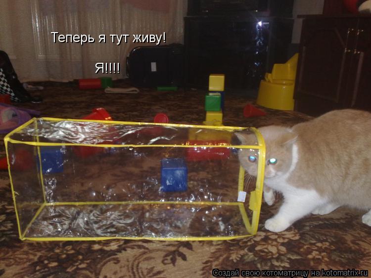 Теперь я тут живу! Я!!!!... Котоматрица: Теперь я тут живу! Я!!!!