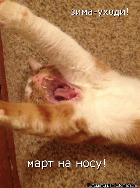 зима-уходи! март на носу!... Котоматрица: зима-уходи! март на носу!
