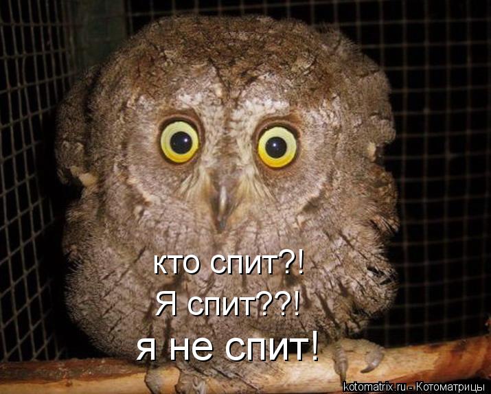 кто спит?! Я спит??! я не спит!... Котоматрица: кто спит?! Я спит??! я не спит!