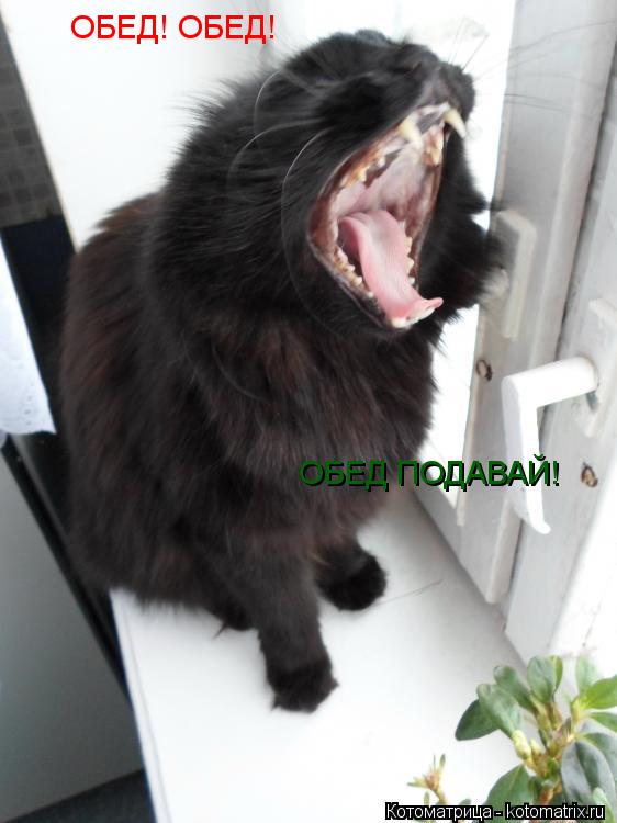 ОБЕД! ОБЕД! ОБЕД ПОДАВАЙ! ОБЕД ПОДАВАЙ! ОБЕД ПОДАВАЙ!... Котоматрица: ОБЕД! ОБЕД! ОБЕД ПОДАВАЙ! ОБЕД ПОДАВАЙ! ОБЕД ПОДАВАЙ!