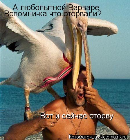 А любопытной Варваре Вспомни-ка что оторвали? Вот и сейчас оторву... Котоматрица: А любопытной Варваре Вспомни-ка что оторвали? Вот и сейчас оторву