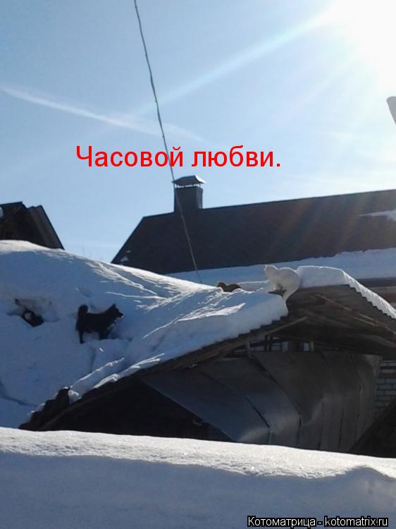 Часовой любви.... Котоматрица: Часовой любви.