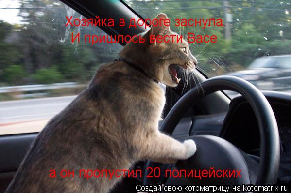 Хозяйка в дороге заснула. И пришлось вести Васе а он пропустил 20 полицейских... Котоматрица: Хозяйка в дороге заснула. И пришлось вести Васе а он пропустил 20 полицейских