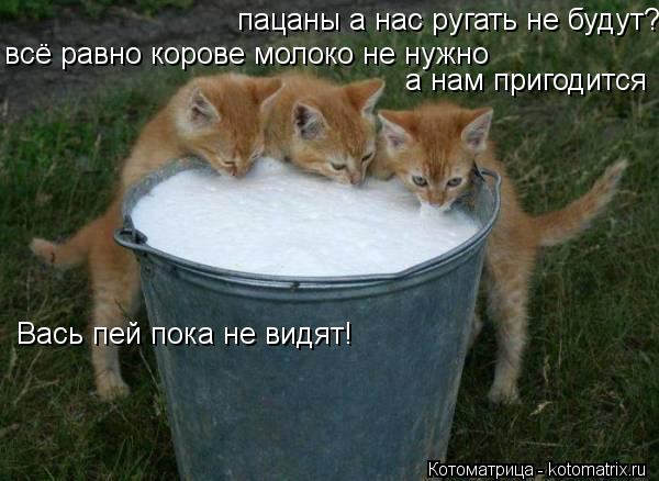 пацаны а нас ругать не будут? Вась пей пока не видят! всё равно корове молоко не нужно а нам пригодит... Котоматрица: пацаны а нас ругать не будут? Вась пей пока не видят! всё равно корове молоко не нужно а нам пригодится