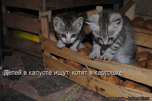 Котоматрица: Детей в капусте ищут, котят в картошке