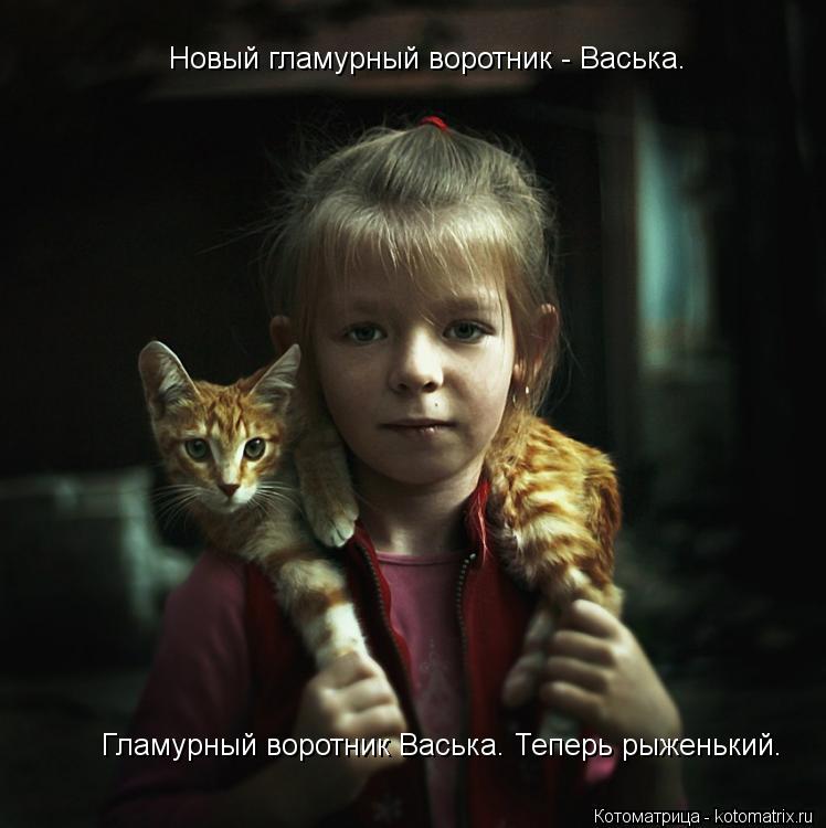 Котоматрица: Новый гламурный воротник - Васька. Гламурный воротник Васька. Теперь рыженький.