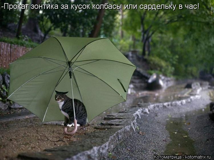 -Прокат зонтика за кусок колбасы или сардельку в час!... Котоматрица: -Прокат зонтика за кусок колбасы или сардельку в час!