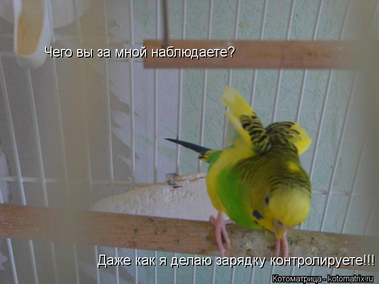 Чего вы за мной наблюдаете? Даже как я делаю зарядку контролируете!!!... Котоматрица: Чего вы за мной наблюдаете? Даже как я делаю зарядку контролируете!!!