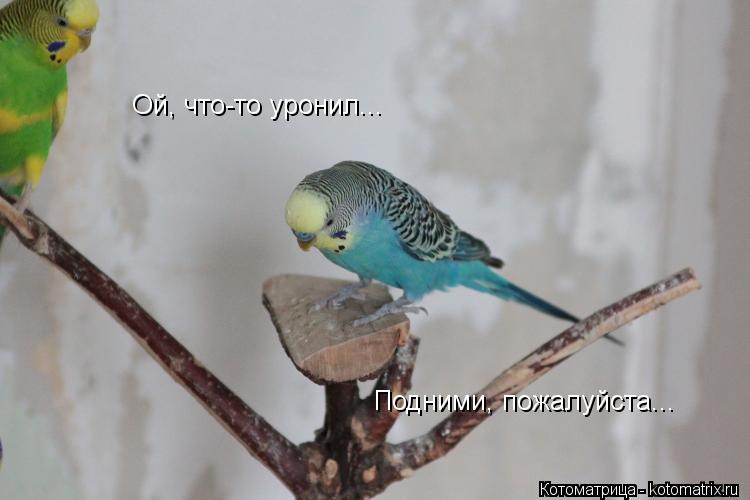 Котоматрица: Ой, что-то уронил... Подними, пожалуйста...