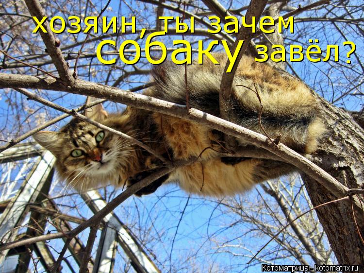 Котоматрица: хозяин, ты зачем                    собаку  завёл ?