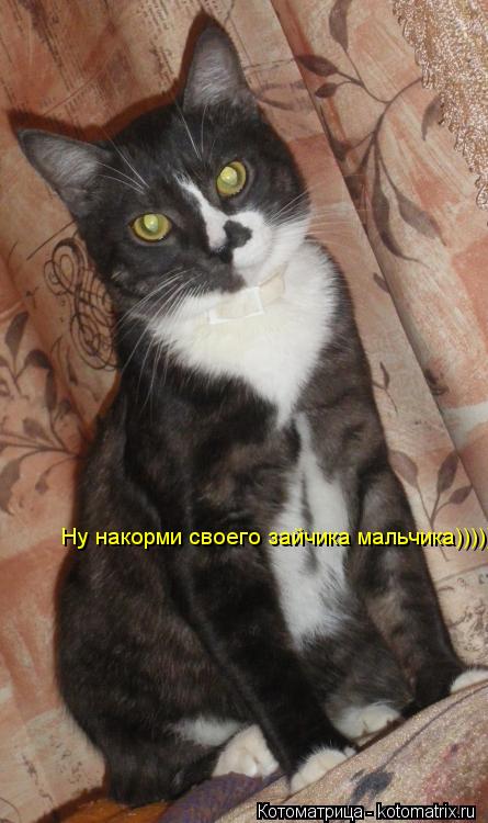 Ну накорми своего зайчика мальчика))))))... Котоматрица: Ну накорми своего зайчика мальчика))))))