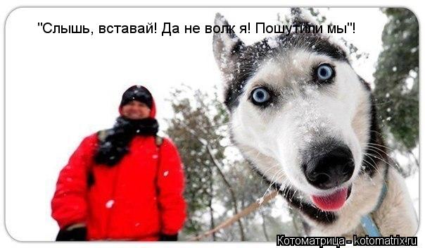 "Слышь, вставай! Да не волк я! Пошутили мы"!... Котоматрица: "Слышь, вставай! Да не волк я! Пошутили мы"!