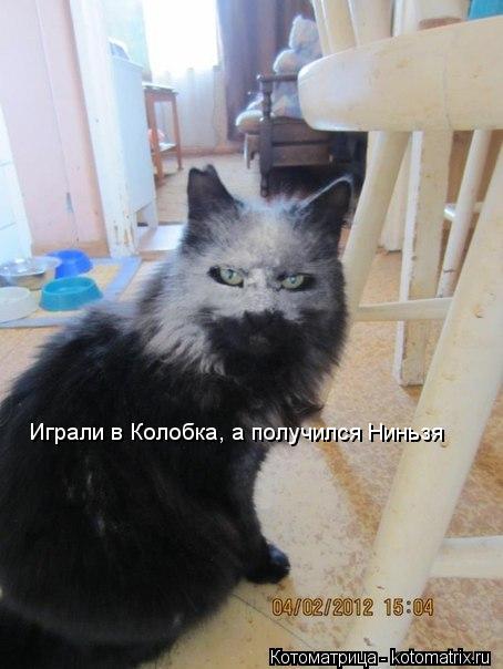 Играли в Колобка, а получился Ниньзя... Котоматрица: Играли в Колобка, а получился Ниньзя