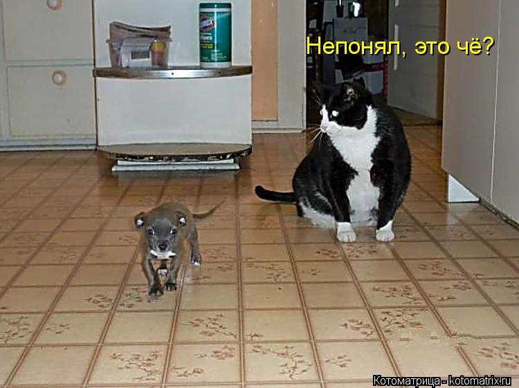 Непонял, это чё?... Котоматрица: Непонял, это чё?