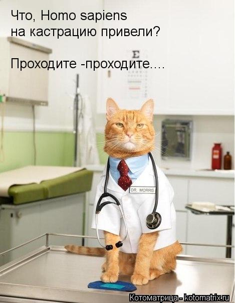 Что, Homo sapiens на кастрацию привели? Проходите -проходите....... Котоматрица: Что, Homo sapiens на кастрацию привели? Проходите -проходите....