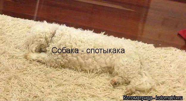 Собака - спотыкака... Котоматрица: Собака - спотыкака