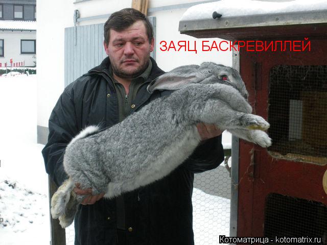 ЗАЯЦ БАСКРЕВИЛЛЕЙ... Котоматрица: ЗАЯЦ БАСКРЕВИЛЛЕЙ