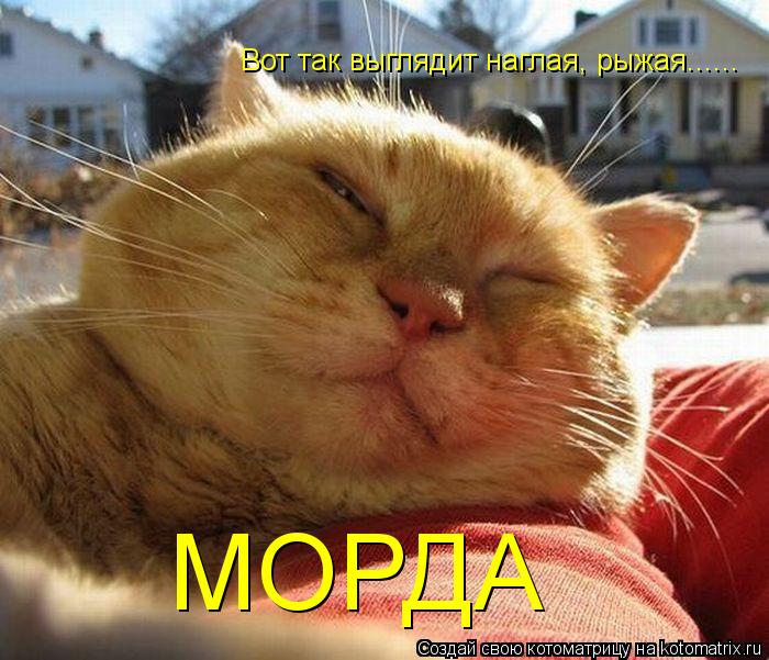Вот так выглядит наглая, рыжая...... МОРДА... Котоматрица: Вот так выглядит наглая, рыжая...... МОРДА