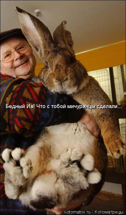Бедный Иа! Что с тобой мичуринцы сделали...... Котоматрица: Бедный Иа! Что с тобой мичуринцы сделали...