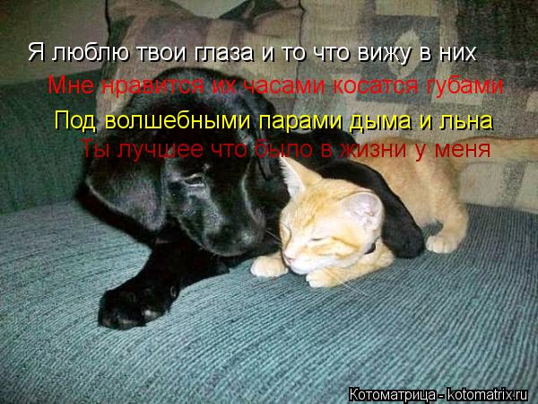 Я люблю твои глаза и то что вижу в них Мне нравится их часами косатся губами Под волшебными парами ды... Котоматрица: Я люблю твои глаза и то что вижу в них Мне нравится их часами косатся губами Под волшебными парами дыма и льна Ты лучшее что было в жизни у ме